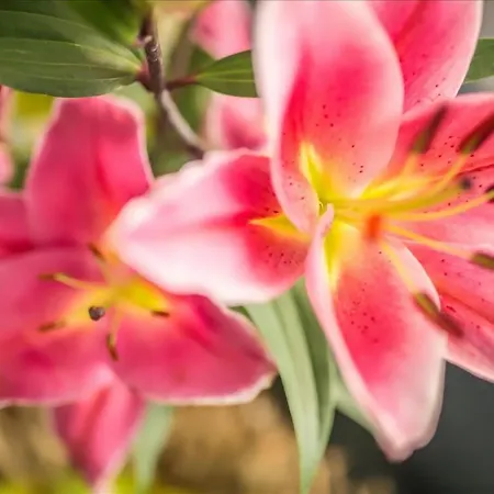 Tritone Jesolo Lido 2*