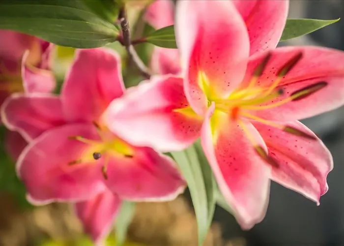 Tritone Jesolo Lido 2*